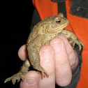 Common Toad