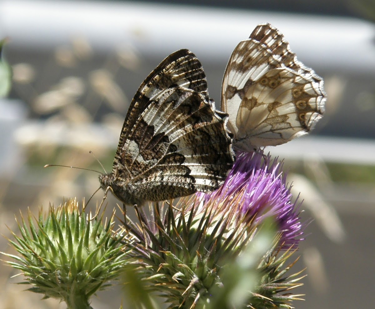 Great Banded Grayling & Medioluto ibérica