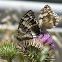 Great Banded Grayling & Medioluto ibérica