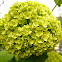 hortensia