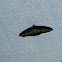 Rajah Brooke's Birdwing