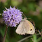 Meadow brown