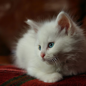 by Dave  Boyd - Animals - Cats Portraits