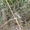 Indian Silverbill