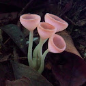 Cup Fungi