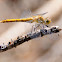 Keeled Skimmer