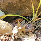 Northern Copperheads