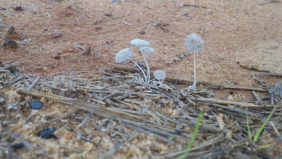 Spotting Image 1