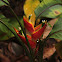 Heliconia
