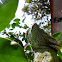 Iguana Verde