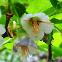 Deerberry