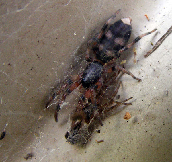 Whitetailed Spider Project Noah