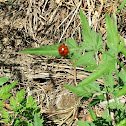 Asian Lady Beetle