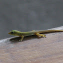 Gecko