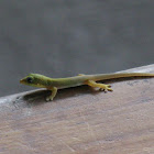Gecko
