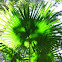 Anáhaw, Footstool palm