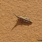 Grasshopper nymph