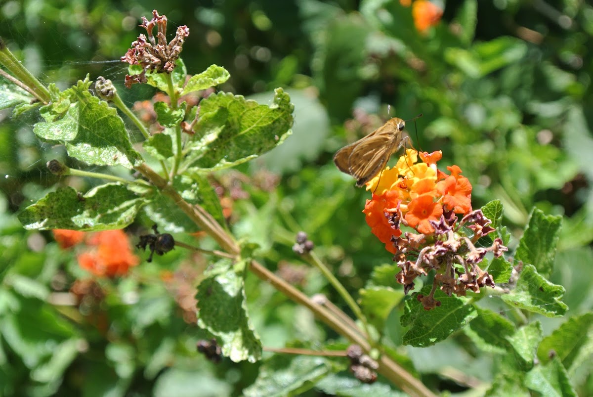 Fiery Skipper (male)