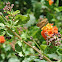 Fiery Skipper (male)