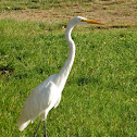 Great Egret