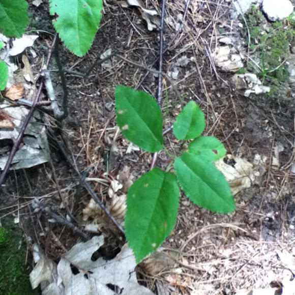 Spotting Image 1