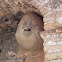 Wasps nest
