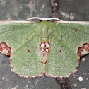 Moth