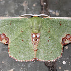 Moth