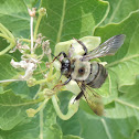 Eastern Carpenter Bee