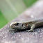 Viviparous lizard, Jaszczurka żyworodna