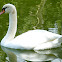 mute swan