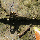 Golden carpentar ant