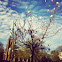Magnolia