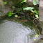 false gharial