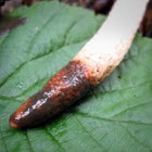 Dog Stinkhorn