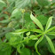 Grillo verde