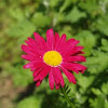 A Painted Daisy