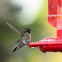 Ruby Throated Hummingbird