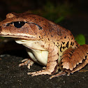 Great Barred Frog