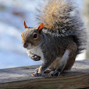 Eastern Grey Squirrel