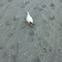 Pigien