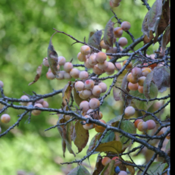 Mexican Plum Project Noah