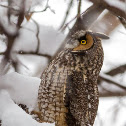 Long-eared Owl