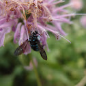 neon cuckoo bee