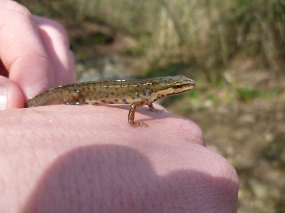 Spotting Image 1