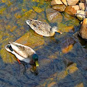 mallard, wild duck
