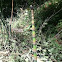 Horsetail