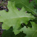 Northern Pin Oak