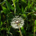 Dandilion