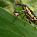 Semi-punctated Belid Weevil